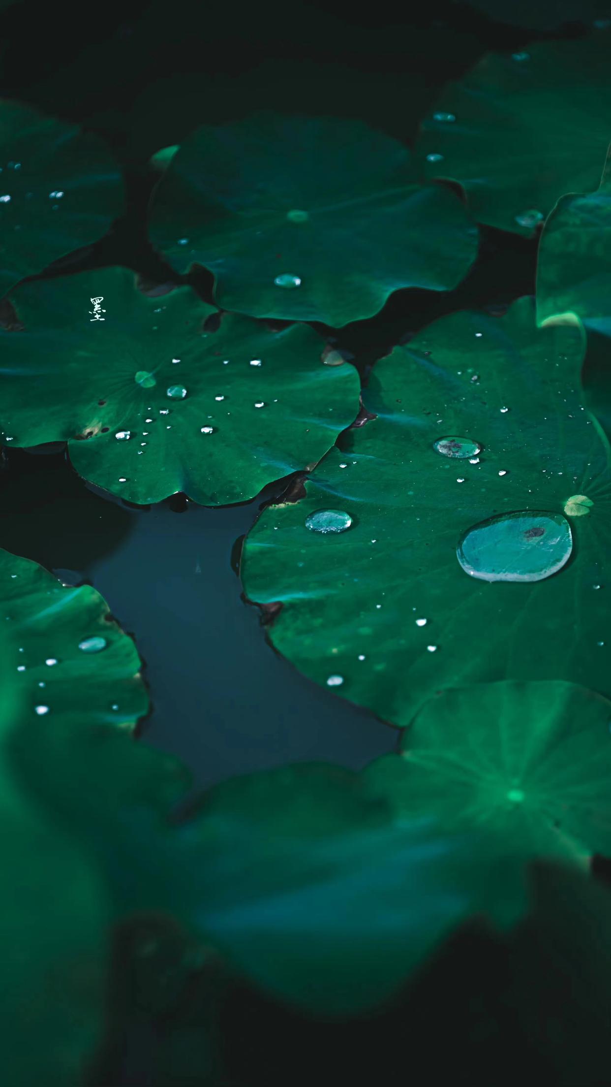 夏雨经典古诗有哪些（十首唯美荷花古诗词）