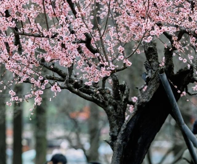 菜根谭名言佳句有哪些，《菜根谭》10则警世名言