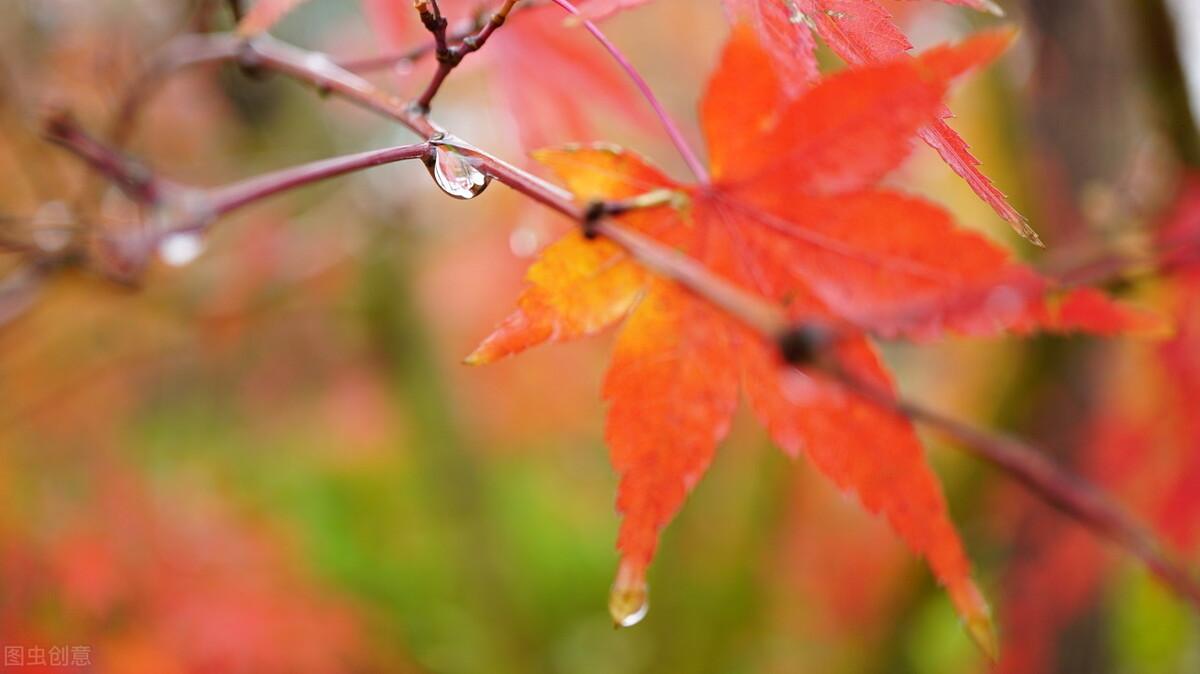 形容秋雨唯美诗词鉴赏（一点寒意，漫上心头）