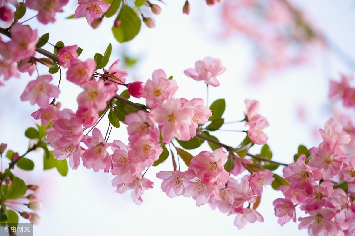 描写桃花的六首诗词分享（春意正浓，花开正盛）
