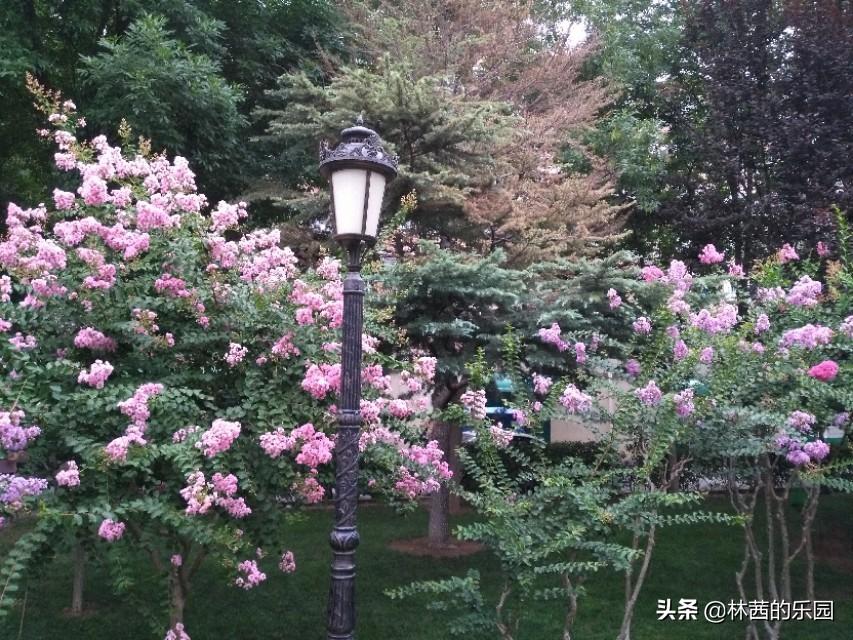 只恐夜深花睡去，故烧高烛照红妆（优美的38首海棠花诗词）