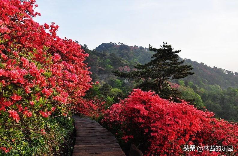 关于春游的20首诗词（杏花春雨，柳暗花明）