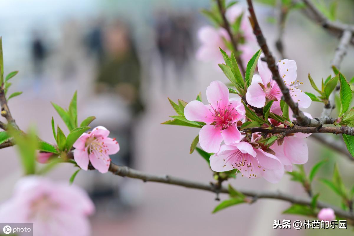 关于春游的20首诗词（杏花春雨，柳暗花明）