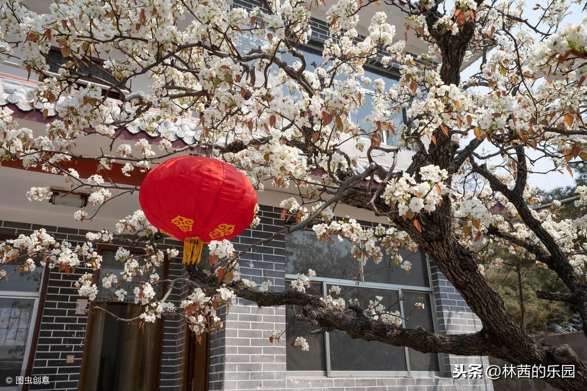 关于春游的20首诗词（杏花春雨，柳暗花明）