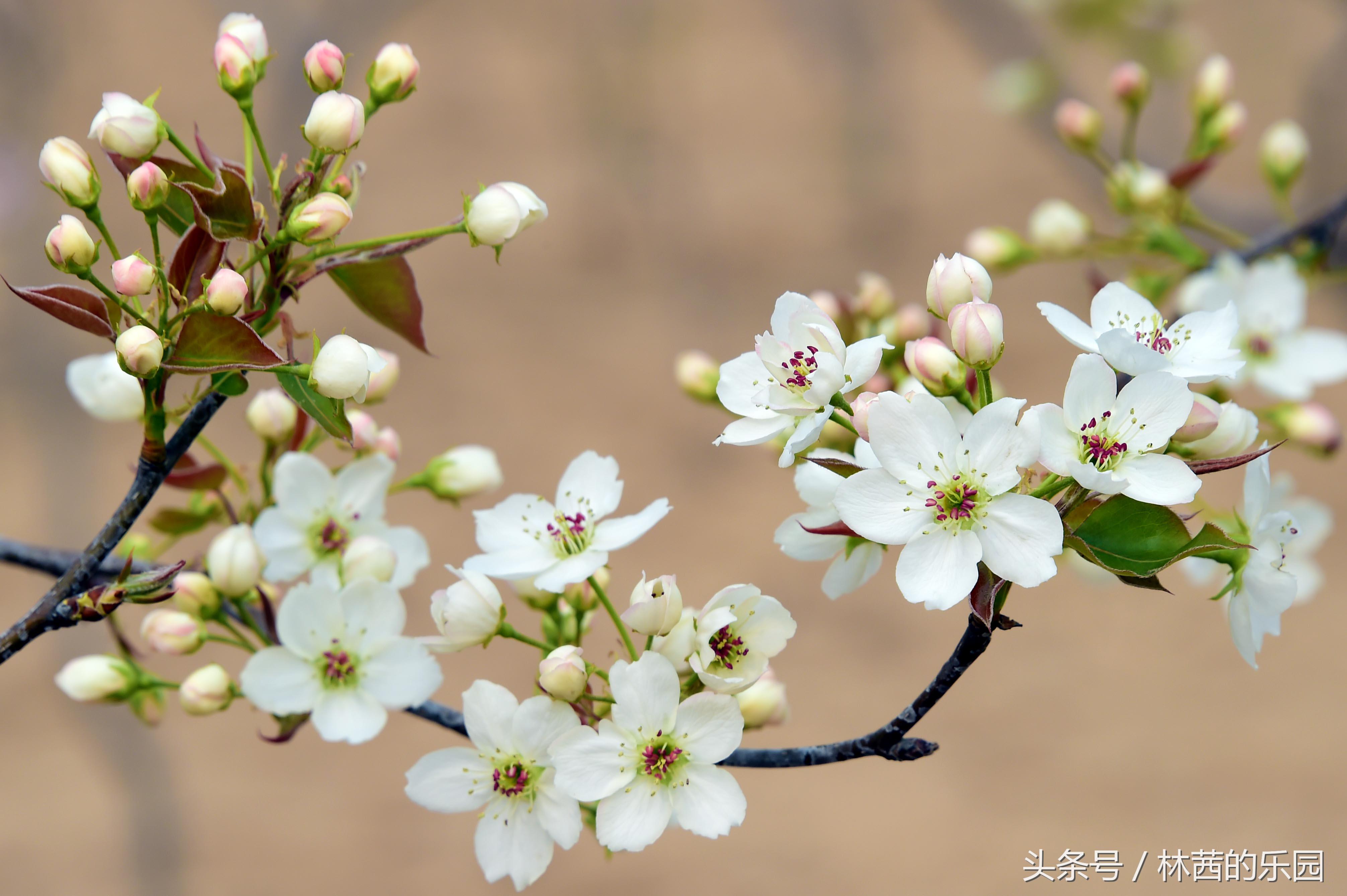 梨花一枝春带雨，香雪海里展风情（20首经典梨花的诗词）