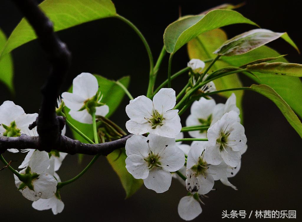 梨花一枝春带雨，香雪海里展风情（20首经典梨花的诗词）