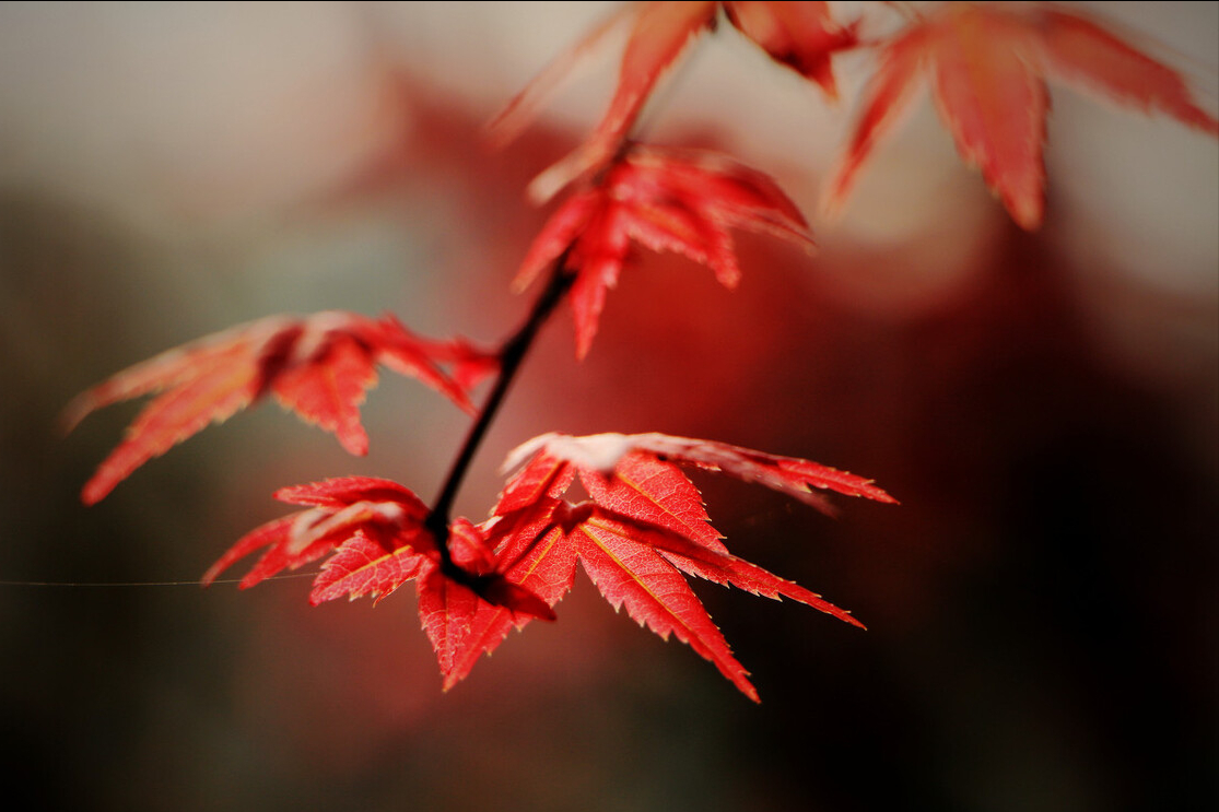 望远唯美诗词大全（10首望远诗词经典）