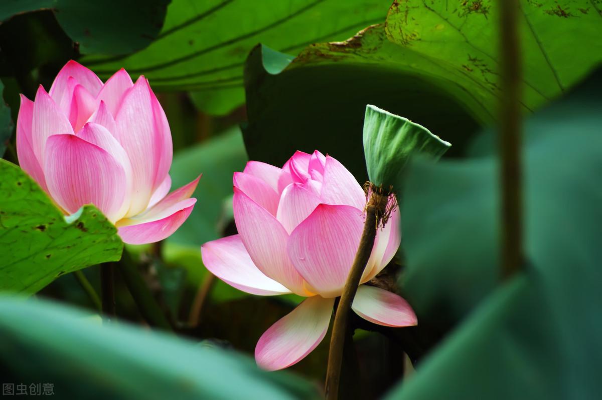 月明船笛参差起，风定池莲自在香（分享18首夏日经典诗词）