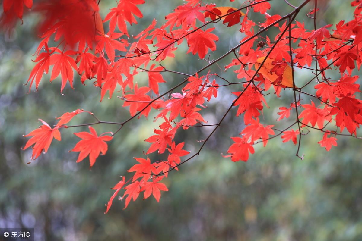 似烧非因火，如花不待春（11首红叶古诗词）