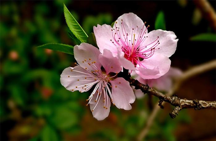 桃花唯美古诗大全分享（关于桃花的唯美诗词）