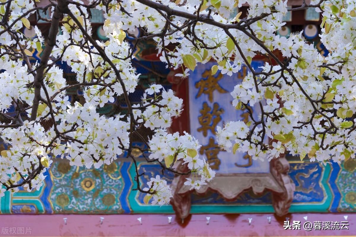 只恐夜深花睡去，故烧高烛照红妆（十首春花诗词优美）