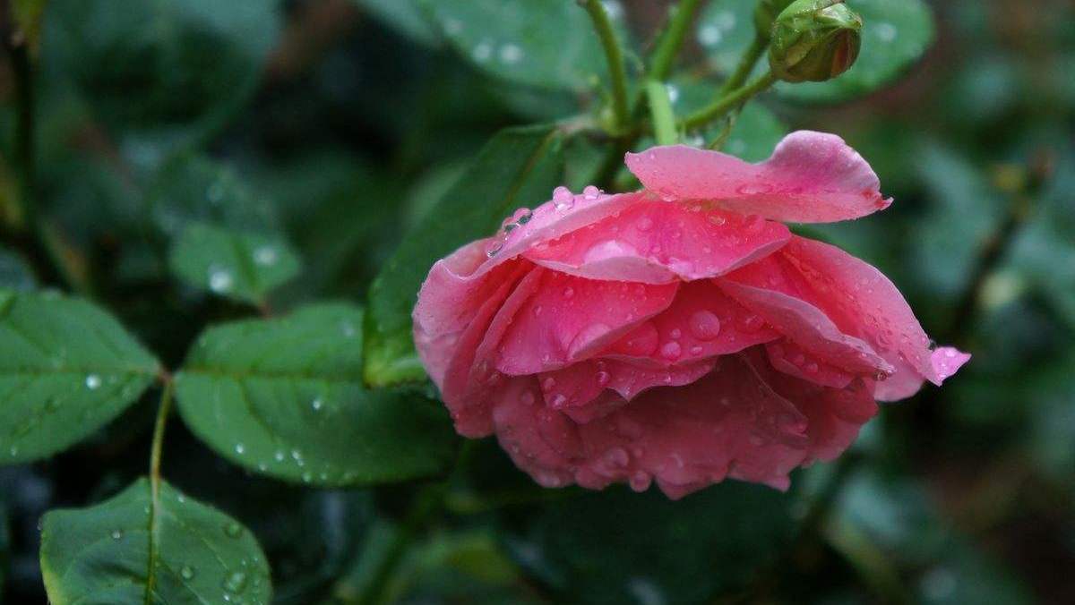 立冬后第一场雨的句子（《初雨洒满大地，世界因此更加美丽》）