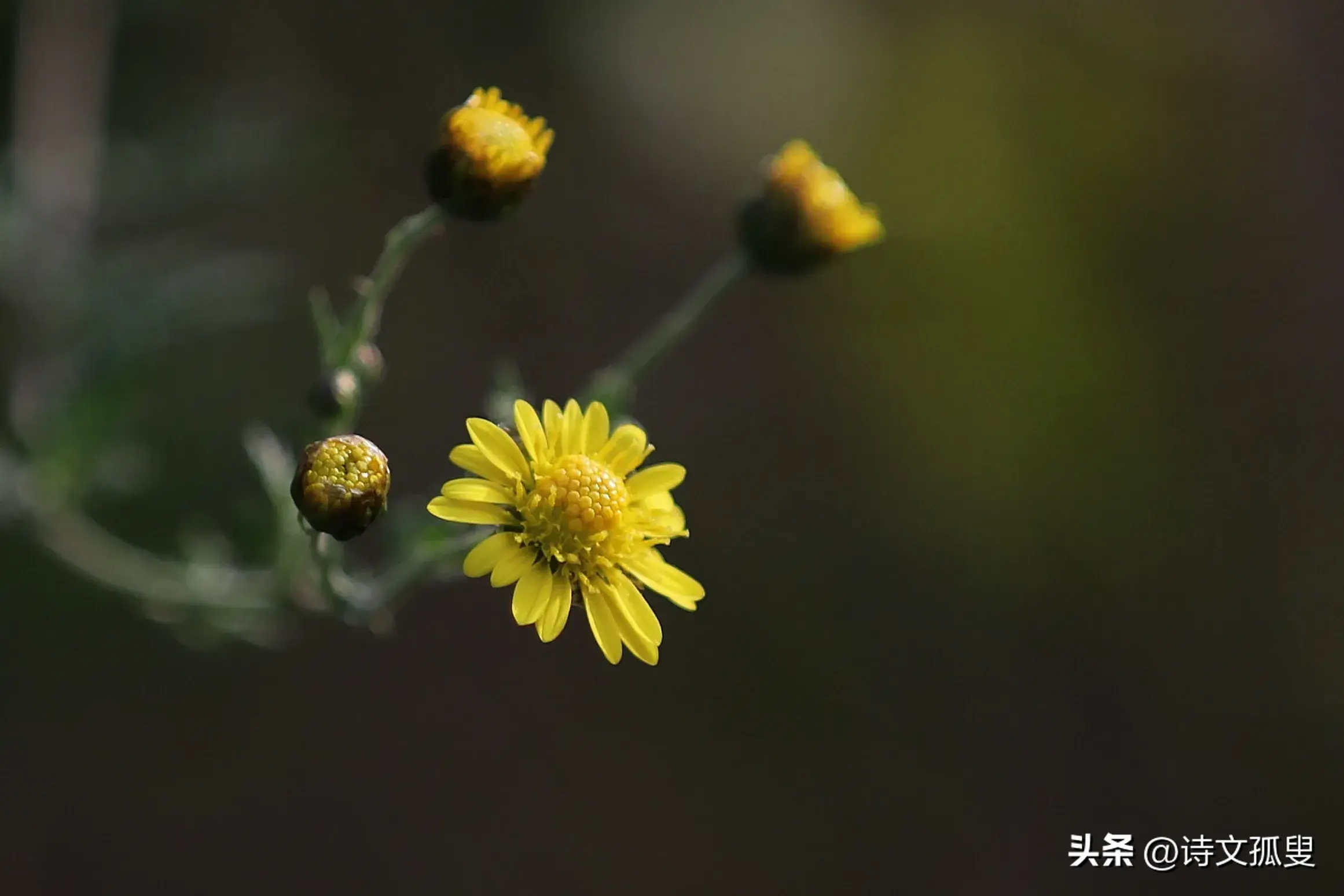 秋风经典古诗大全（秋风飒飒，菊香悠悠）