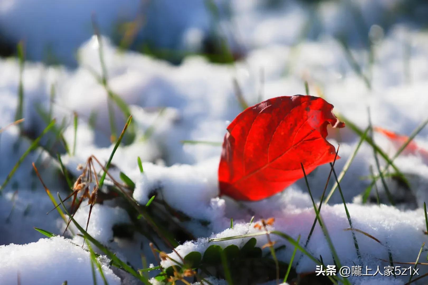 雪纷飞，暖意洋洋（六首大雪古诗）