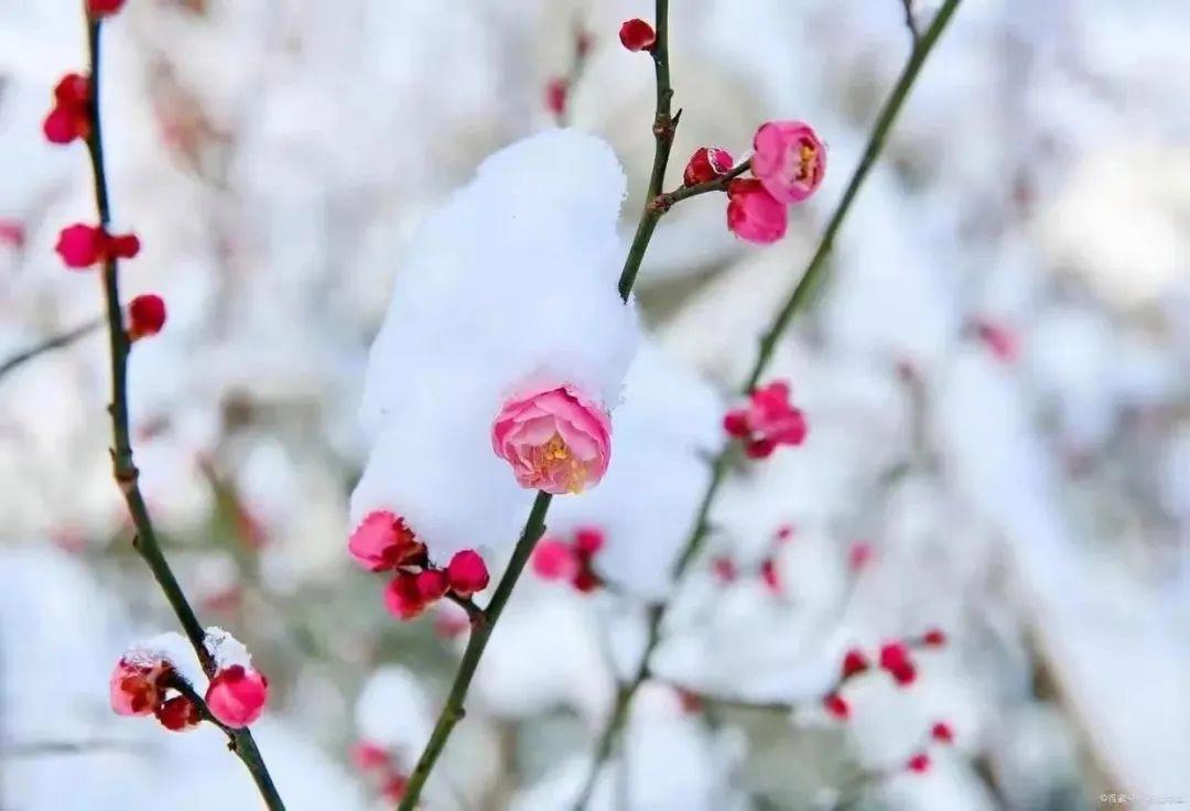 飘飘洒洒，庭树飞花（优美春雪古诗三首）