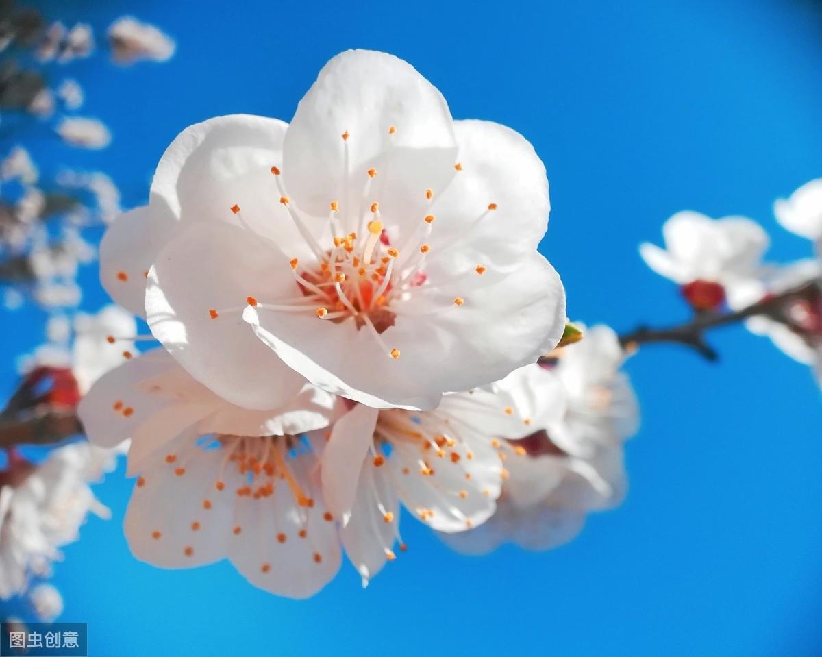 人间四月，春暖花开（六首精选春天美景的古诗）