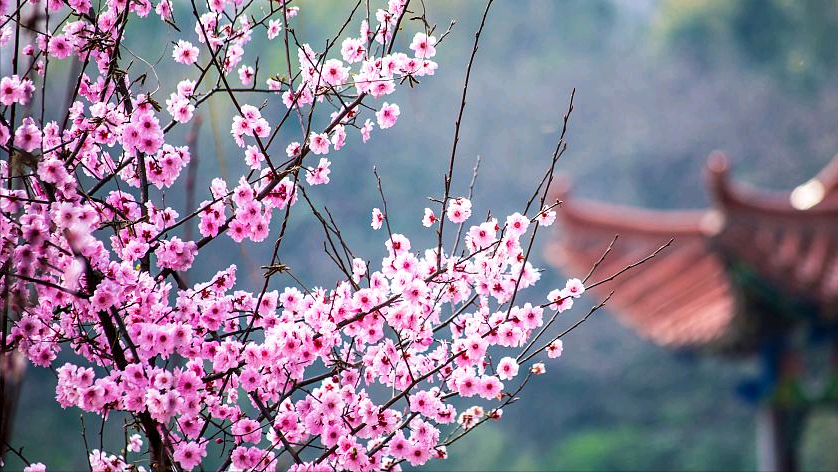 四月经典古诗大全（芳菲如你，天真如你）