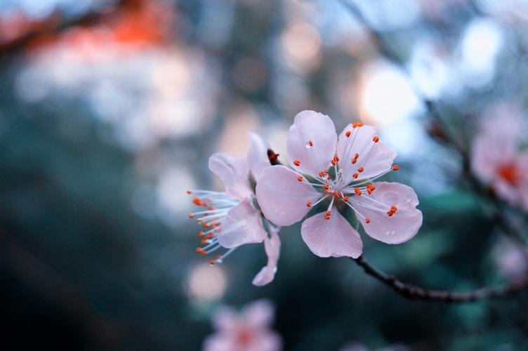 早春唯美古诗词（微醺世间万物，沉醉了芸芸众生）