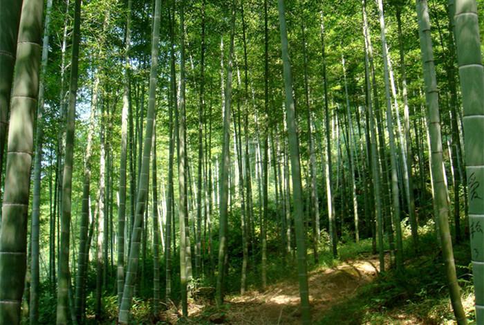  此时情绪此时天，无事小神仙（经典梅雨诗词9首）