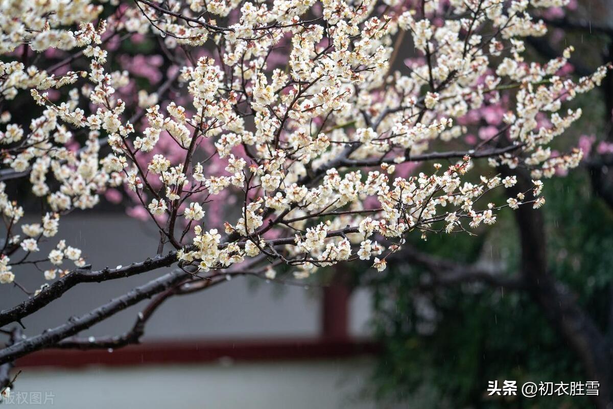 春雨梅花美诗五首（去年今日关山路，细雨梅花正断魂）