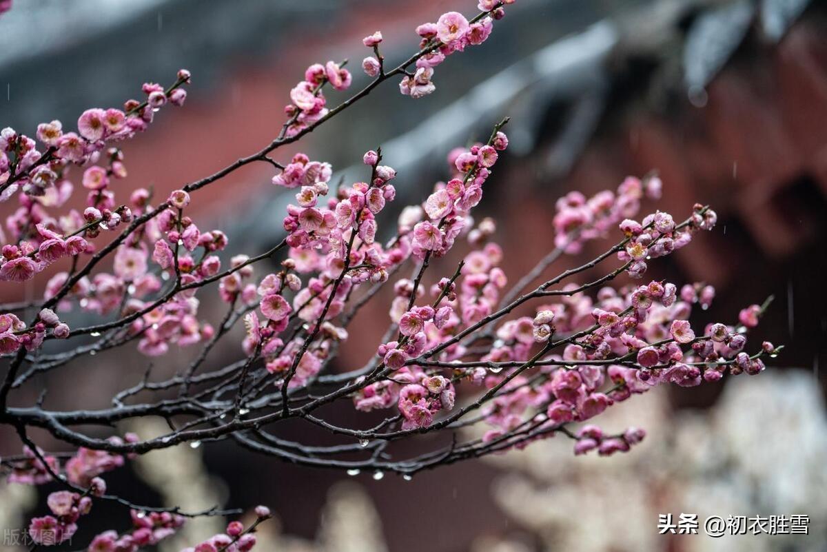 春雨梅花美诗五首（去年今日关山路，细雨梅花正断魂）