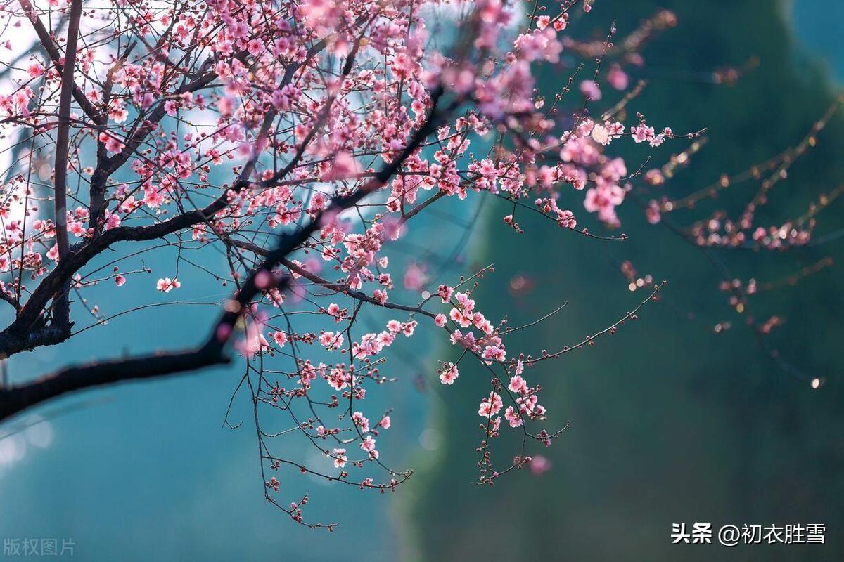 春雨梅花美诗五首（去年今日关山路，细雨梅花正断魂）