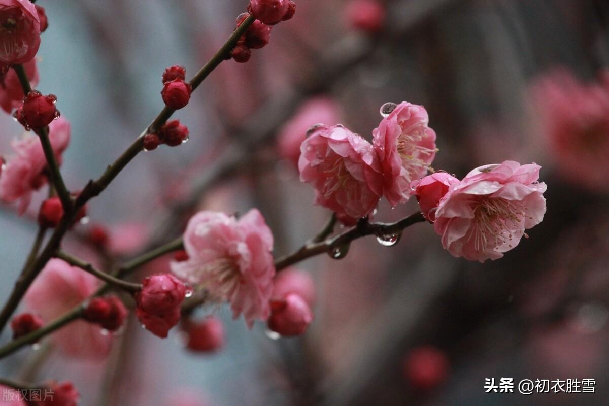 春雨梅花美诗五首（去年今日关山路，细雨梅花正断魂）