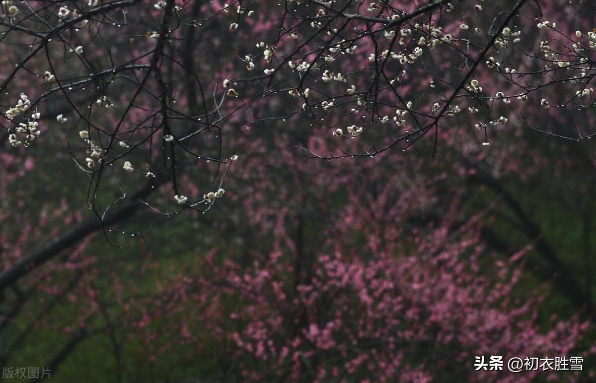 春雨梅花美诗五首（去年今日关山路，细雨梅花正断魂）