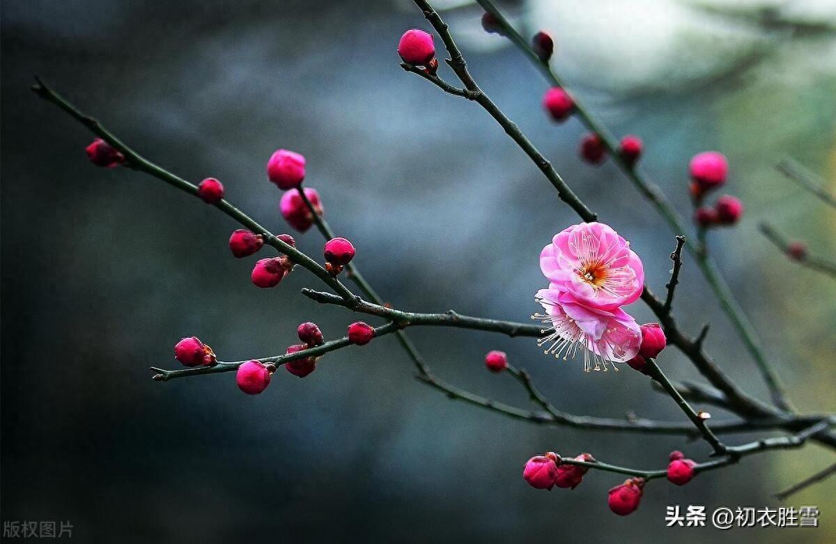 春雨梅花美诗五首（去年今日关山路，细雨梅花正断魂）