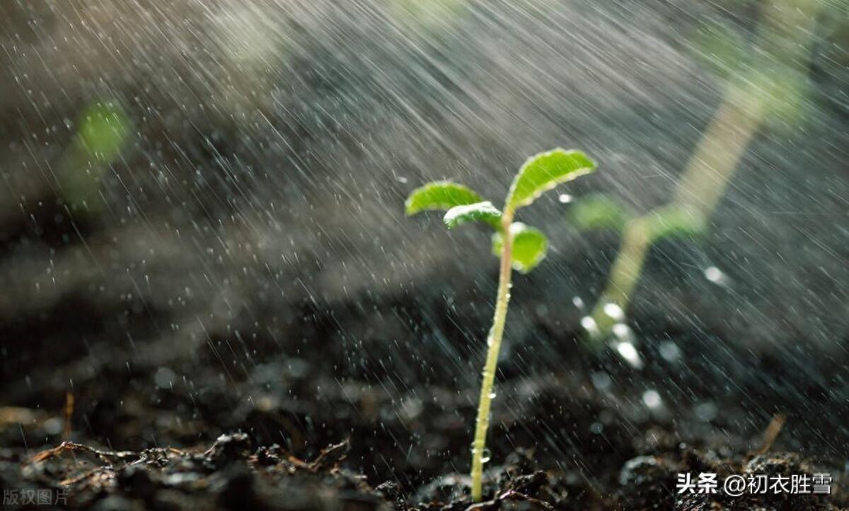 早春春雨春草绝句五首（春雨细不滴，多少草芽生）