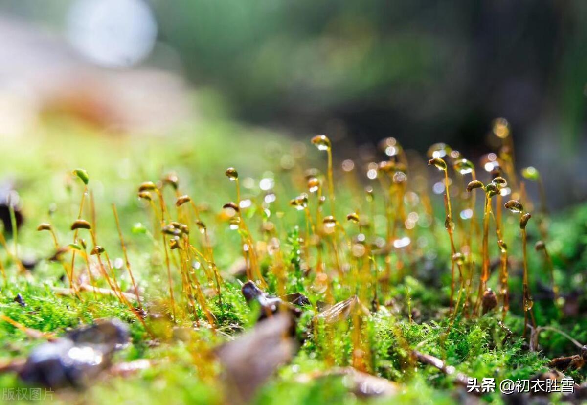 早春春雨春草绝句五首（春雨细不滴，多少草芽生）