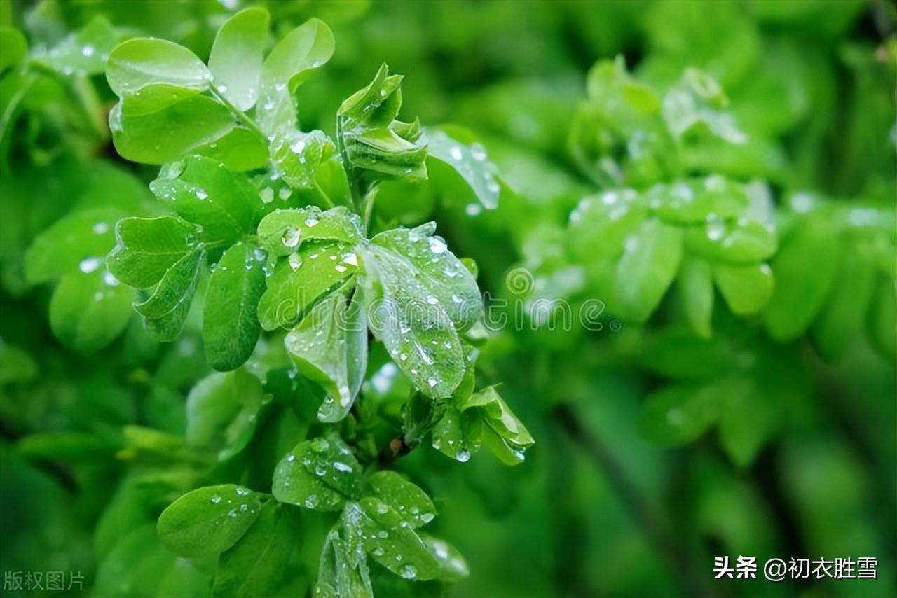 早春春雨春草绝句五首（春雨细不滴，多少草芽生）