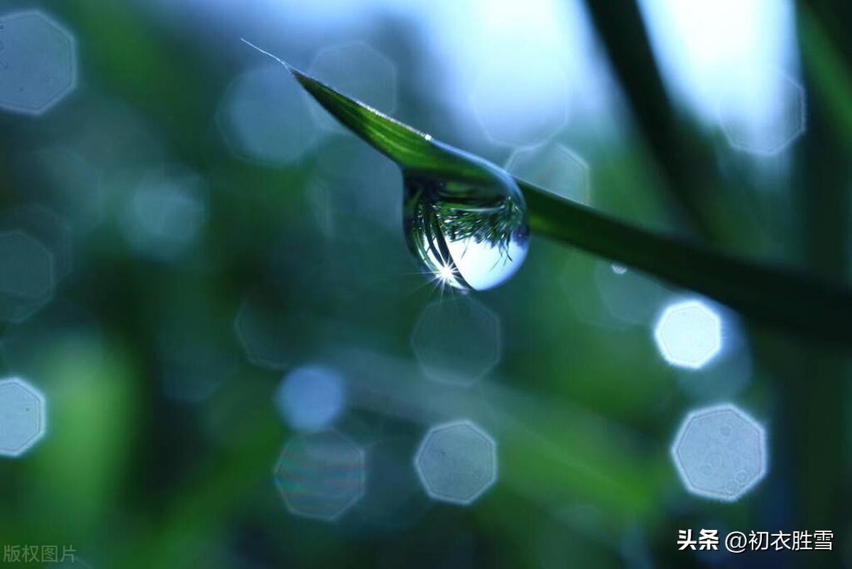 早春春雨春草绝句五首（春雨细不滴，多少草芽生）