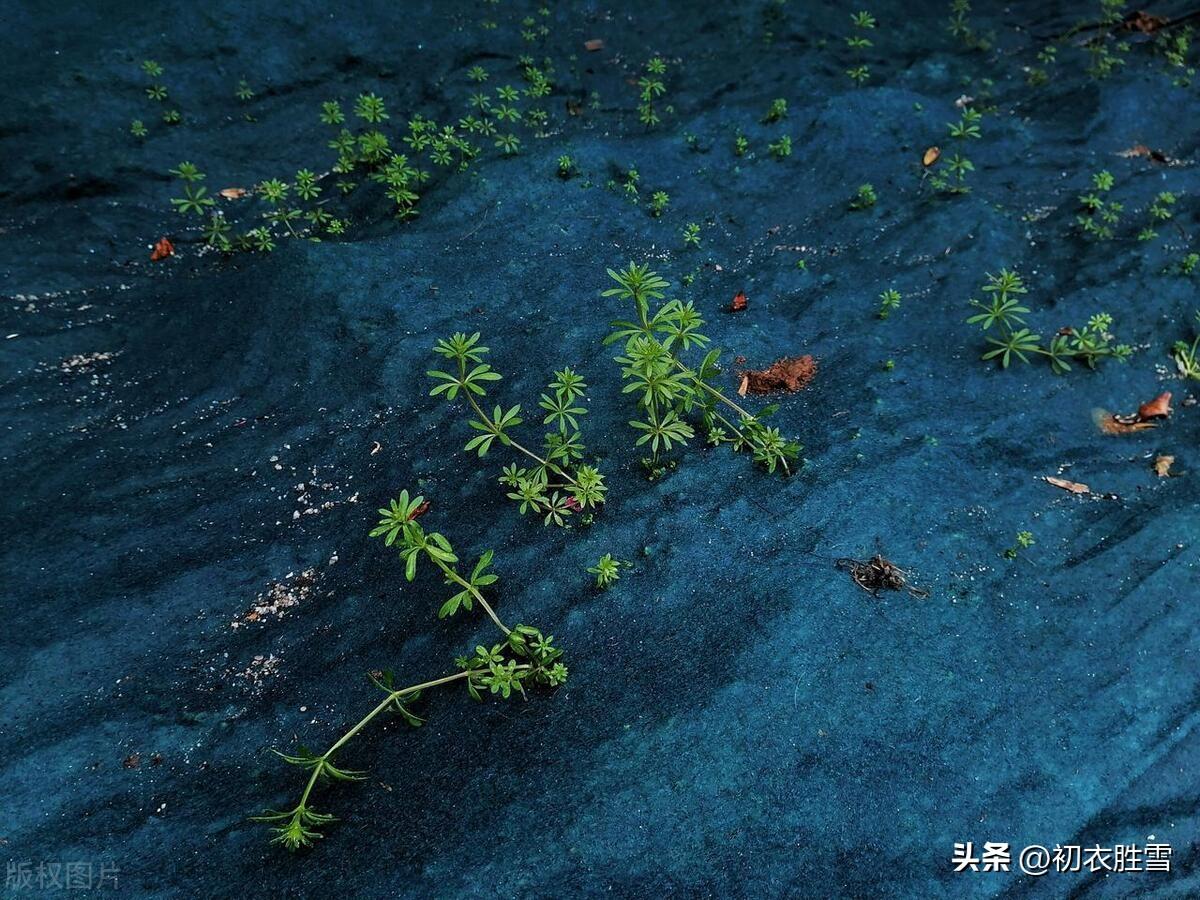 早春春雨古诗五首（霏霏春雨九重天，春雨如烟又若丝）