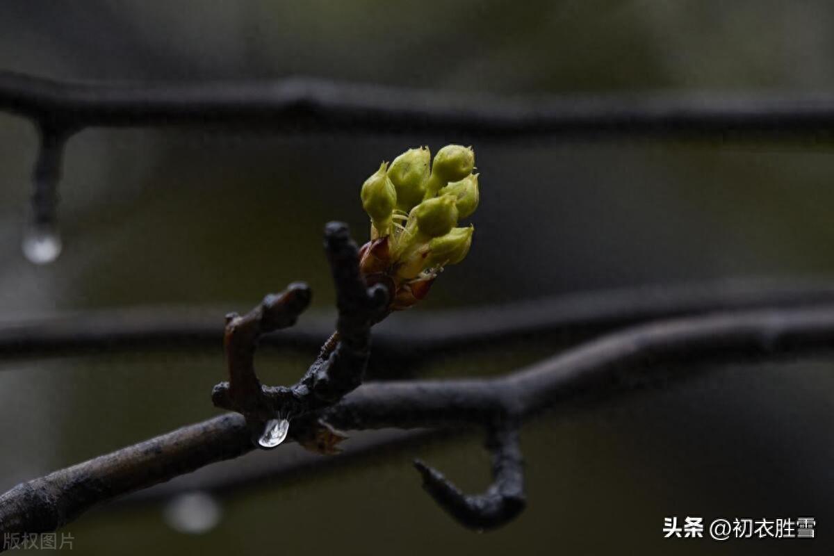 早春春雨古诗五首（霏霏春雨九重天，春雨如烟又若丝）