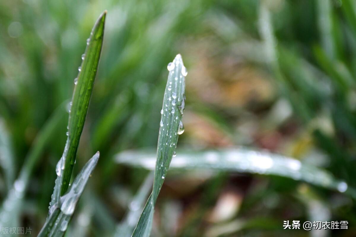 早春春雨古诗五首（霏霏春雨九重天，春雨如烟又若丝）