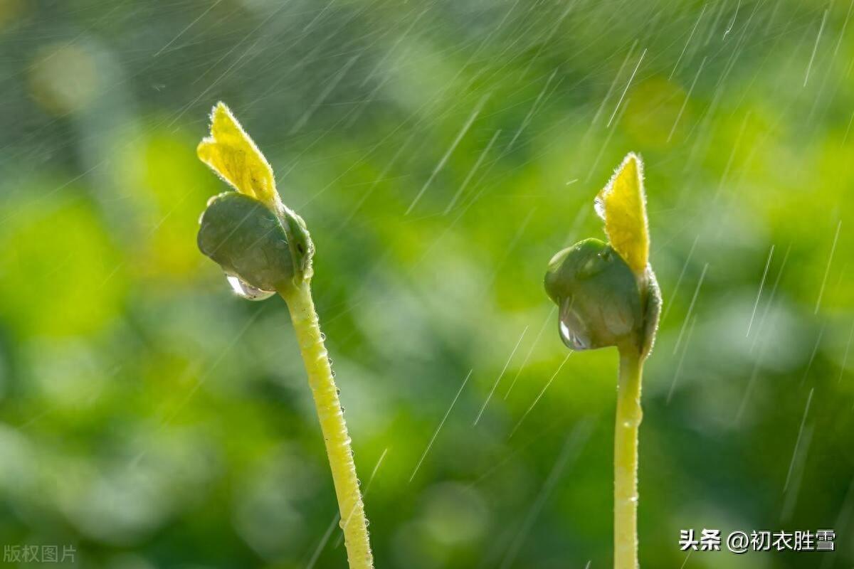 雨水节气古诗五首（山山能作雨，物物皆呈春）