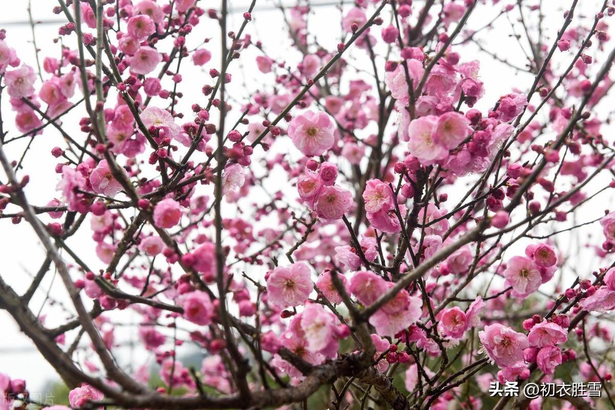 早春梅花美诗五首（十里梅花正早春，万树梅花刺眼新）