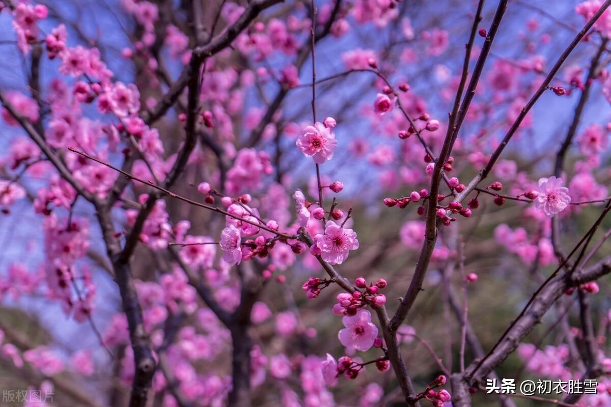 早春梅花美诗五首（十里梅花正早春，万树梅花刺眼新）