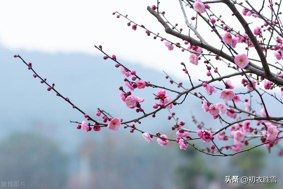 早春梅花美诗五首（十里梅花正早春，万树梅花刺眼新）