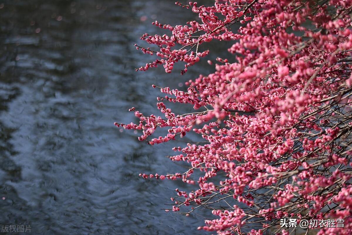 早春梅花美诗五首（十里梅花正早春，万树梅花刺眼新）