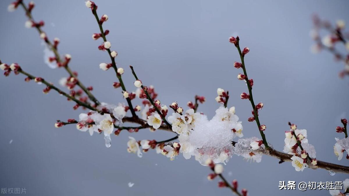 春雪梅花优美诗词六首（腊雪晚成春雪早，梅花静对雪花妍）