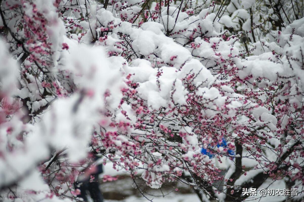 春雪梅花优美诗词六首（腊雪晚成春雪早，梅花静对雪花妍）