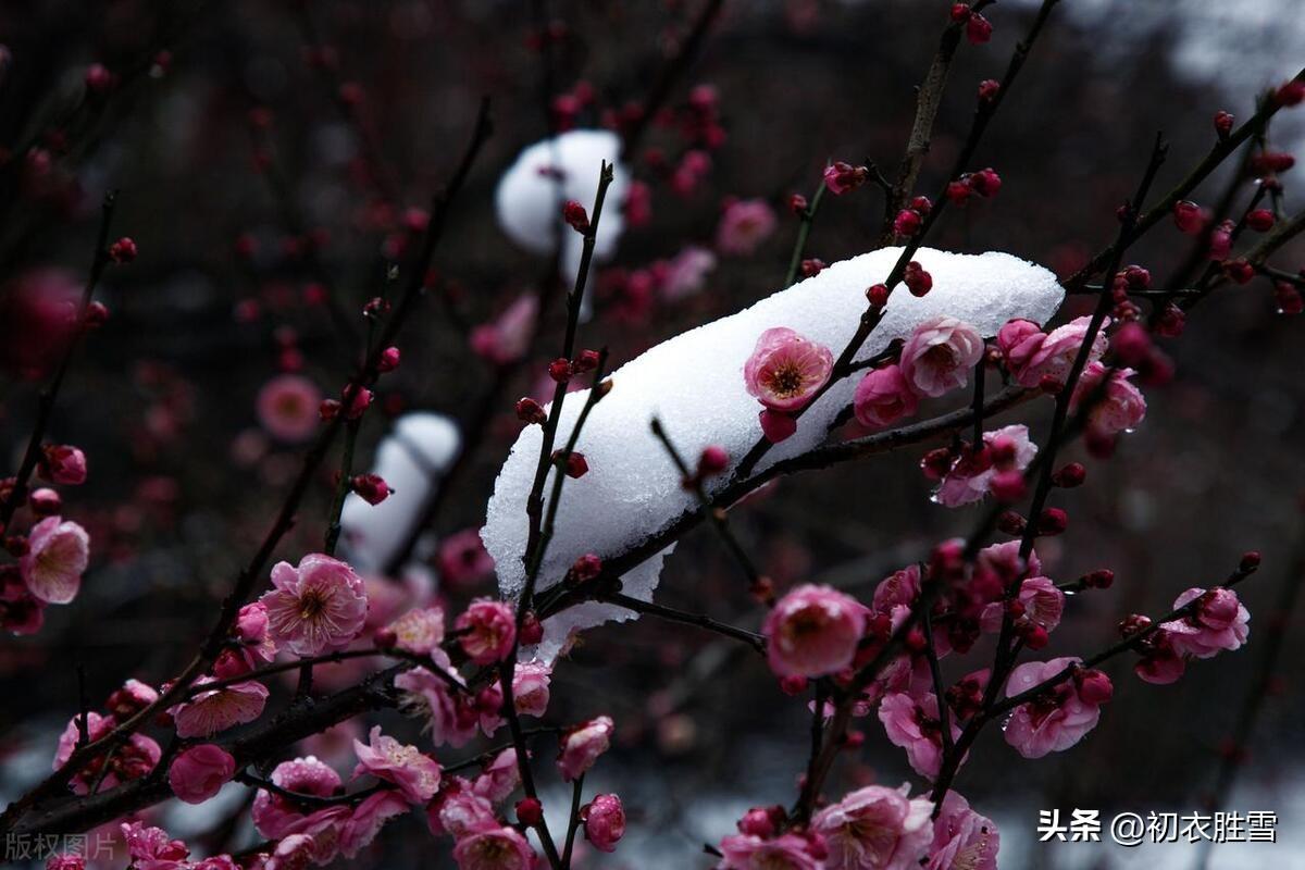 春雪梅花优美诗词六首（腊雪晚成春雪早，梅花静对雪花妍）