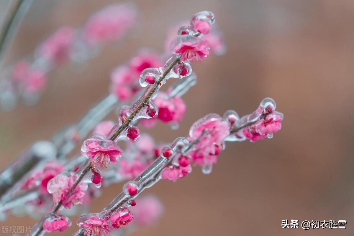 春雪梅花优美诗词六首（腊雪晚成春雪早，梅花静对雪花妍）