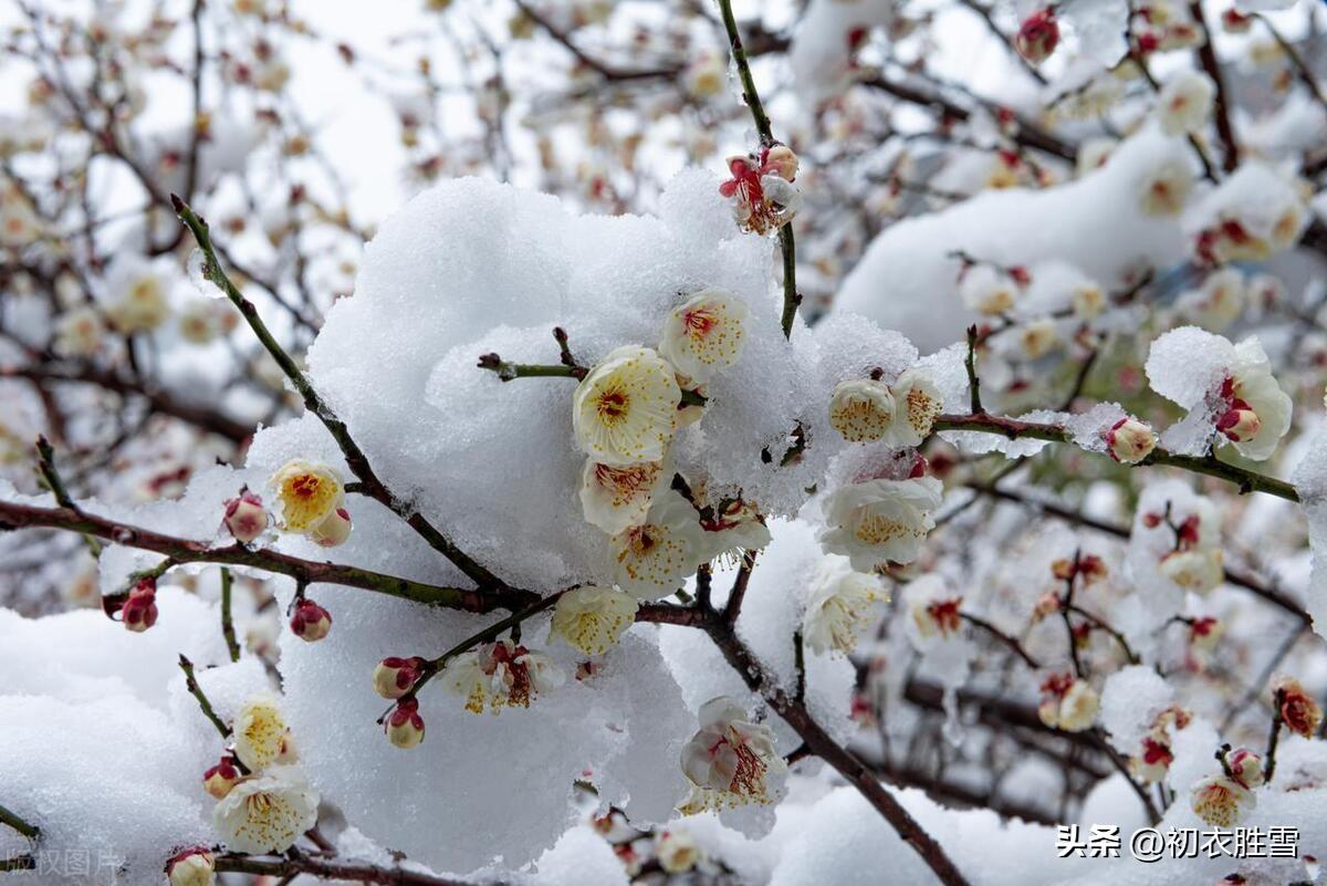 春雪梅花优美诗词六首（腊雪晚成春雪早，梅花静对雪花妍）