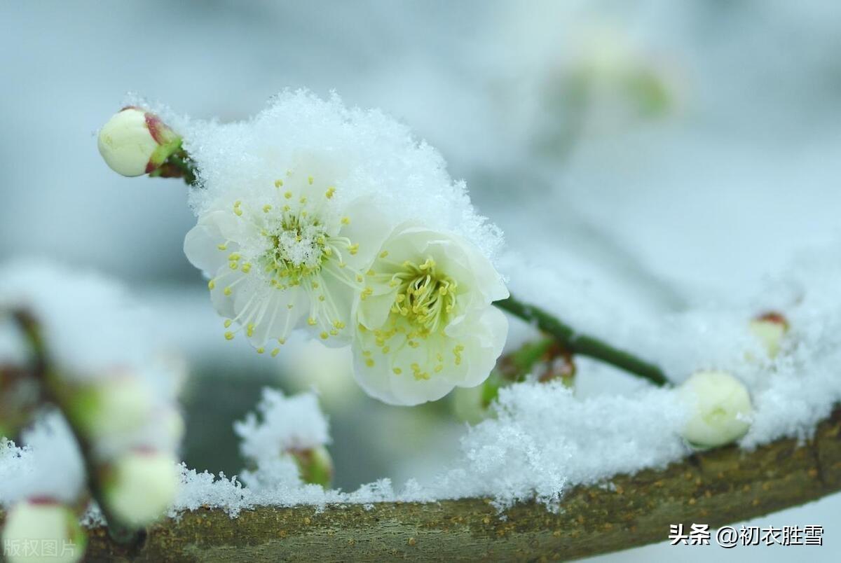 春雪梅花优美诗词六首（腊雪晚成春雪早，梅花静对雪花妍）