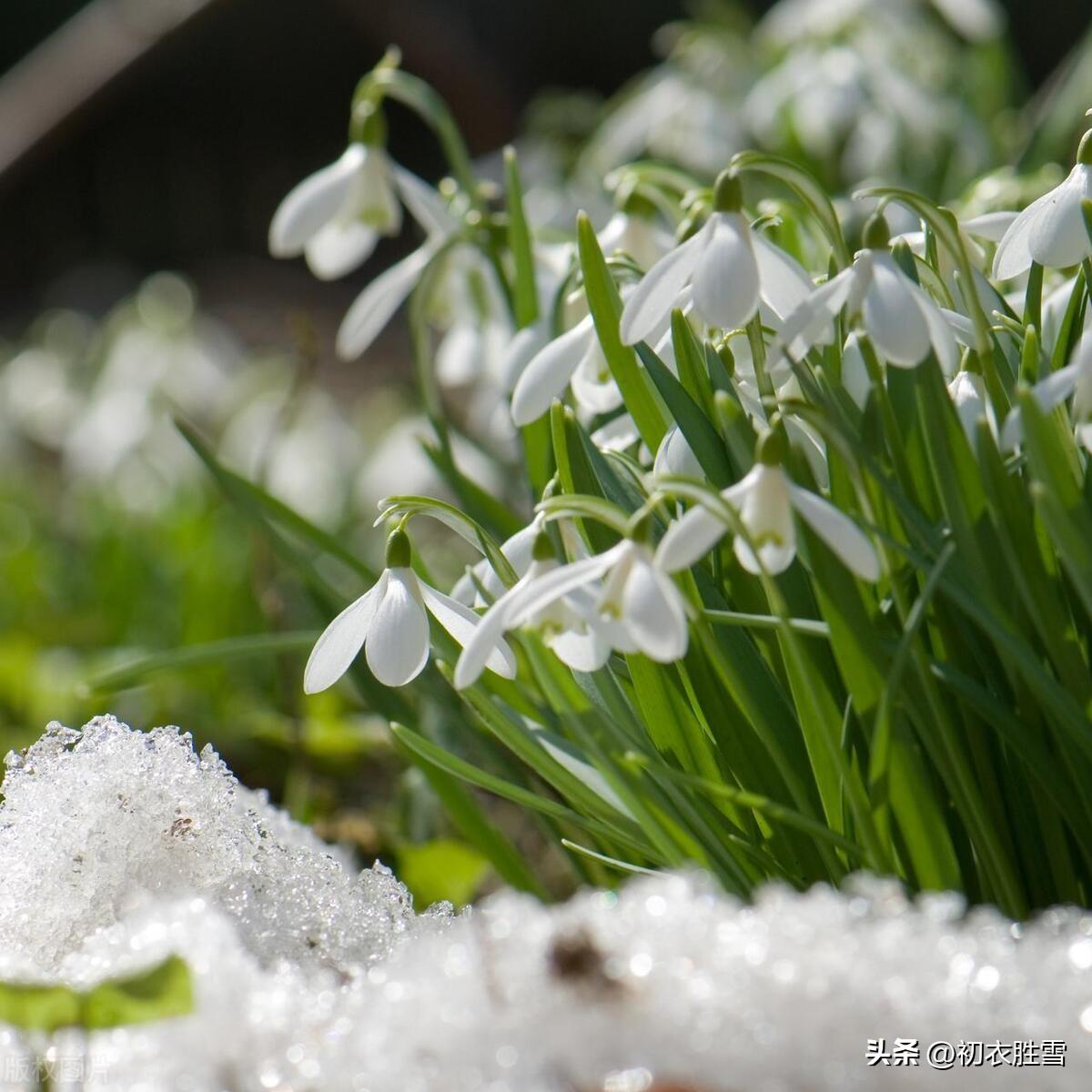 立春节气雪诗五首（腊雪连春雪，春寒甚腊寒）