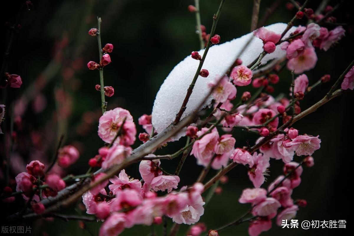 立春节气雪诗五首（腊雪连春雪，春寒甚腊寒）