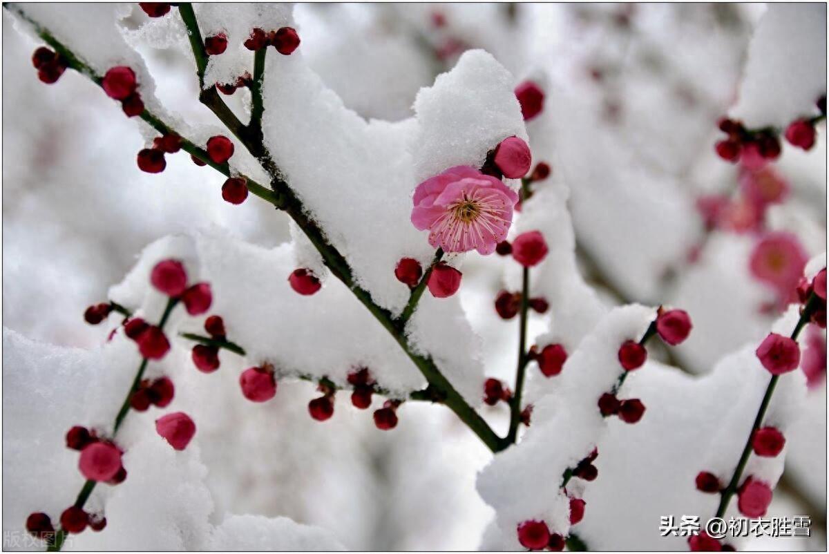 立春节气雪诗五首（腊雪连春雪，春寒甚腊寒）